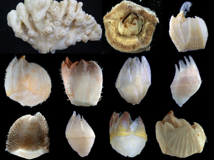 Representative specimens of sponge-inhabiting barnacles from Australia.